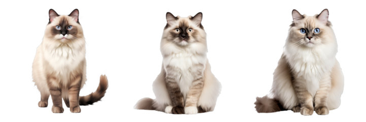 Feline Beauty: Ragdoll Cat Set on Transparent Background