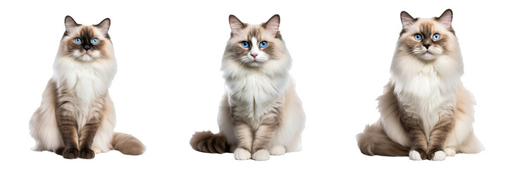 Graceful Ragdoll Cat Showcasing Its Full Body on Transparent Background - obrazy, fototapety, plakaty