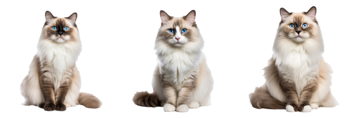 Graceful Ragdoll Cat Showcasing Its Full Body on Transparent Background