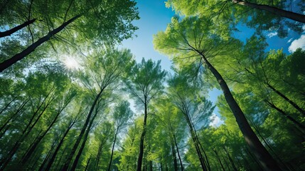 Trees in forest from below green tops of trees blue sky
