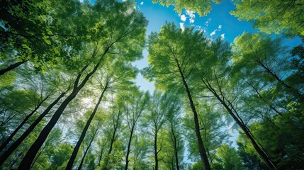 Fototapeta premium Trees in forest from below green tops of trees blue sky