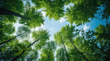 Fototapeta premium Trees in forest from below green tops of trees blue sky