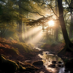 Sunlight filtering through the misty branches of an ancient woodland.