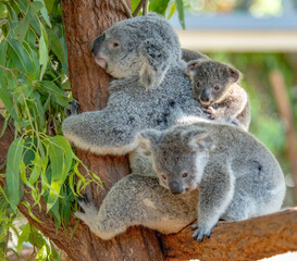 Koala Mother And Her Babies
