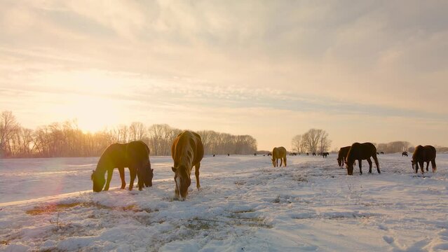 Wild horses graze on winter pastures and get their food from under the snow in the polar latitudes in winter.Horse grace on winter fields extracted grass with their hooves under the snow.Winter desert