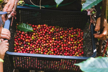 Farmers harvest ripe coffee beans from organically grown Arabica coffee trees. Asian worker is gathering coffee beans on plantation in bushy wood.