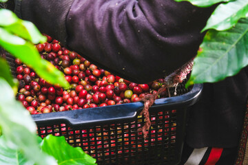 Farmers harvest ripe coffee beans from organically grown Arabica coffee trees. Asian worker is...