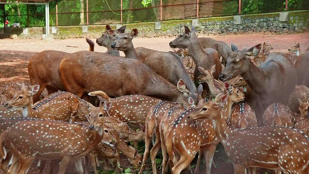 Deer and Sambar are fed in the zoo, A herd of deer eating a pile of fodder,  A herd of deer chews the leaves