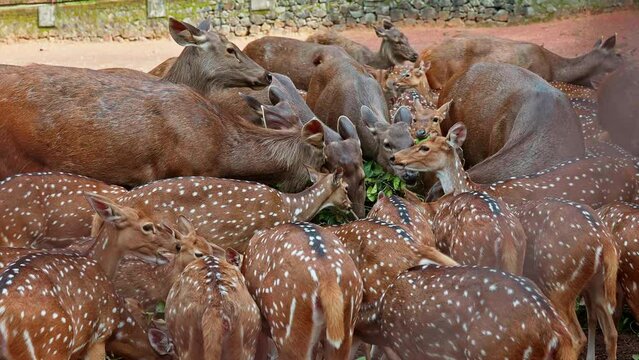 Deer of the two species joined together and chewing the leaves , 
Herd of deer chewed the leaves piled up inside the zoo ,Sambar