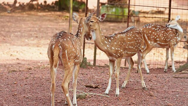 Deer face each other , Baby deer inside the zoo , Deer cubs clean their body and face ,