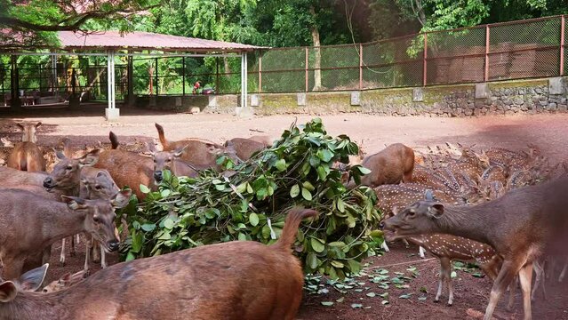 A herd of deer eating leaves straight from the cart, Herd of deer eating piled leaves , The leaves are chewed ,Sambar
