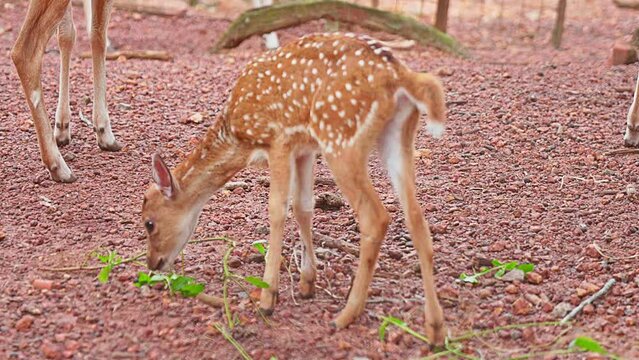 The baby deer tries to bite the plant lying on the ground ,Baby deer inside the Zoo ,