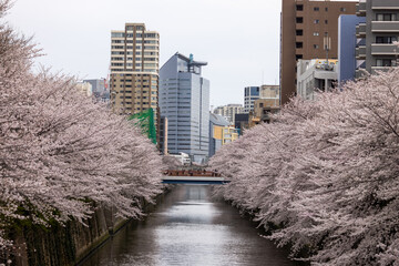 満開の桜に覆われた目黒川 - obrazy, fototapety, plakaty