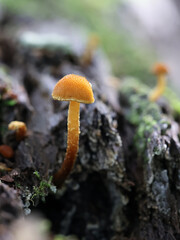 Golden powdercap, Flammulaster limulatus, wild mushroom from Finland