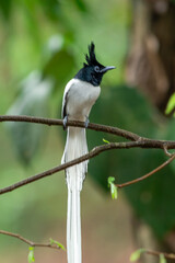 Indian Paradise-flycatcher