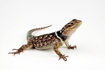 Mexikanischer Stachelleguan // Crevice Spiny Lizard (Sceloporus poinsetti)