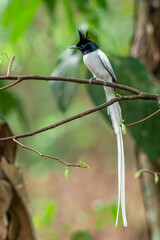 Indian Paradise-flycatcher