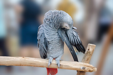 Obraz premium African Grey parrot portrait isolated and perched on wood. Psittacus erithacus