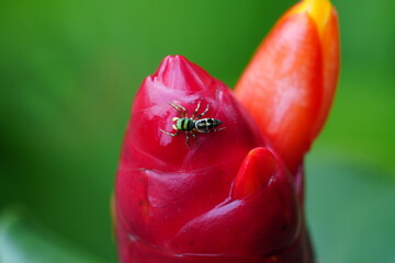 Female Cosmophasis thalassina refers to the female of a species of jumping spider found in various parts of Asia, including countries like Singapore, Malaysia, and Indonesia. |綠曜跳蛛
