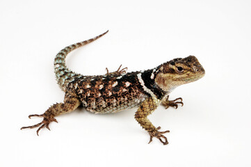 Mexikanischer Stachelleguan // Crevice Spiny Lizard (Sceloporus poinsetti)