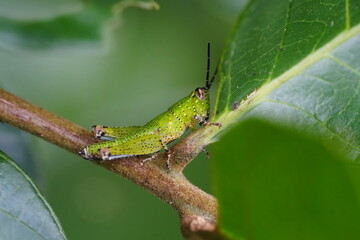 Grasshoppers are herbivorous insects belonging to the suborder Caelifera within the order Orthoptera. They're known for their powerful hind legs adapted for jumping |蝗蟲