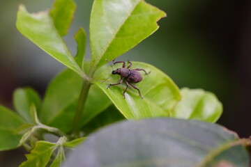 Strophosoma melanogrammum is a species of insect commonly known as the 