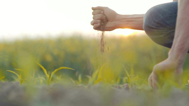 Cropped shot of a farmer holding soil. Hand holding soil, hand dirty with soil. Hands holding soil outdoors at field. Farmer is checking soil quality. Agriculture and gardening concept.