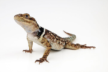 Naklejka premium Crevice Spiny Lizard // Mexikanischer Stachelleguan (Sceloporus poinsetti)