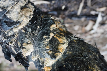 A closeup shot of fungi growing on the burned snakefruit tree. Fungus in Asian country.