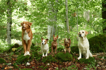 A quartet of dogs, including a Nova Scotia Duck Tolling Retriever, Jack Russell Terrier, American...