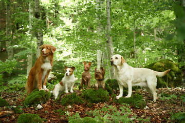 A quartet of dogs, including a Nova Scotia Duck Tolling Retriever, Jack Russell Terrier, American...