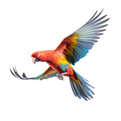 Obraz premium A beautiful colorful parrot flying on white background.