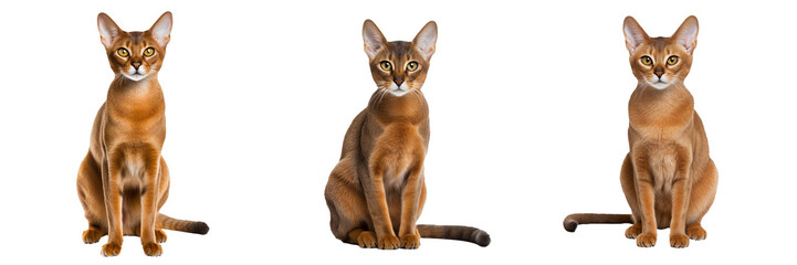Majestic Abyssinian Cat: Captivating Full Body Shot on Transparent Background