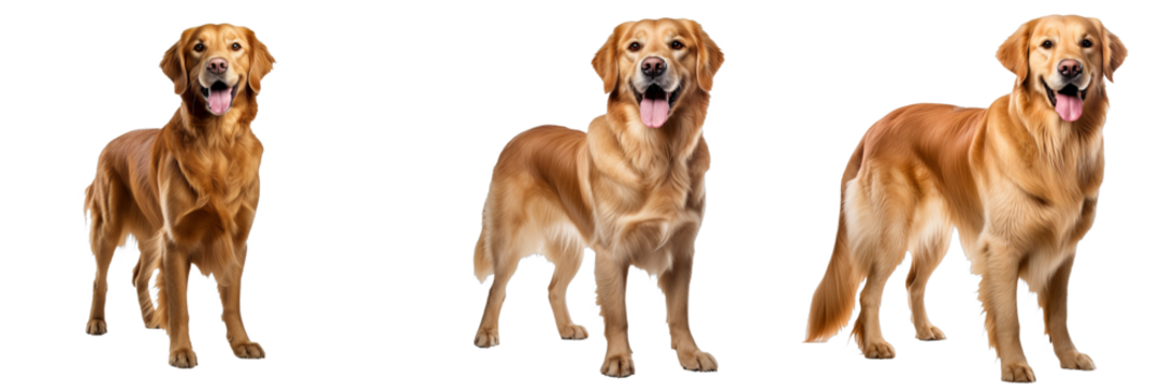 Adorable Golden Retriever Dog Isolated on Transparent Background