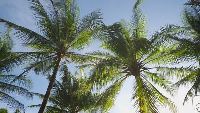 coconut tree. palm trees bottom view sun shining through branches swaying wind sunny. 