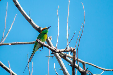 Beautiful birds inhabit dry branches, with a natural and perfect sky background