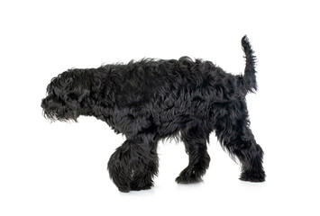Giant Schnauzer in studio