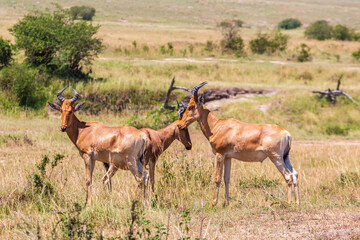 Hartebeest animals on the savannah in Africa