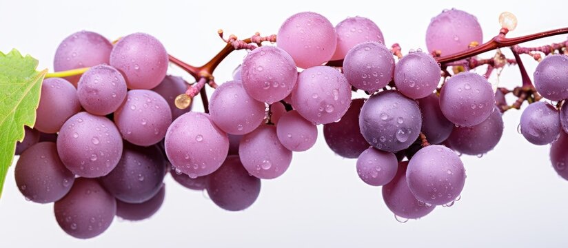 Grape powdery mildew, diseases, pests, Uncinula necator.