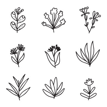 Hand draw floral , line art flowers in flat style. Hand drawn line wedding herb, elegant leaves