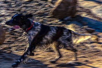 English Setter in full action, motion blur.