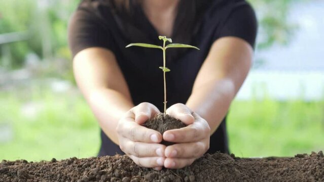 Hand of human holding growing and nurturing plant on fertile black soil. hand holding young tree for planting. Concept of Save World, Earth day and ecology environments.