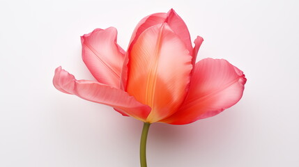 Pink tulip isolated on white. Generative AI.