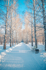 Obraz premium Snow-covered alley in the park in winter