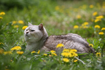 春、タンポポの中で思う猫