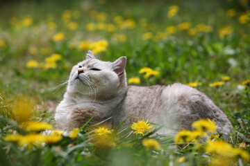 春、タンポポの中で瞑想する猫