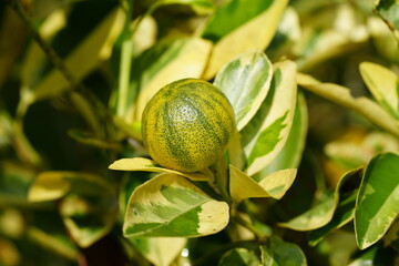 The Centennial Variegated Kumquat is a unique variety of kumquat, known for its variegated or...