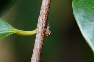 Opisthoncus grassator, described by Keyserling in 1883, is a species of jumping spider in the family Salticidae. Like other jumping spiders, it is known for its excellent vision