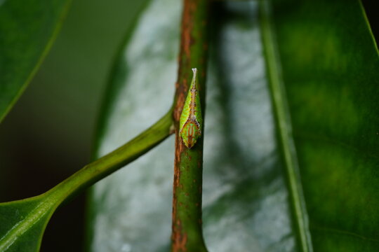 The "torpedo bug" could refer to a specific insect known as the Giant Water Bug (Belostomatidae family). These bugs are often called "toe-biters" or "electric-light bugs" as well. 