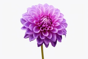 A detailed view of a vibrant purple flower in a vase. This image can be used to add a pop of color to any floral arrangement or as a focal point in nature-themed designs